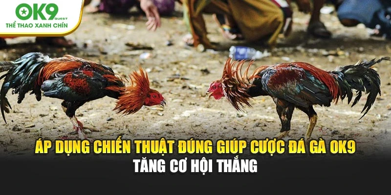 Áp dụng chiến thuật đúng giúp cược đá gà OK9 tăng cơ hội thắng