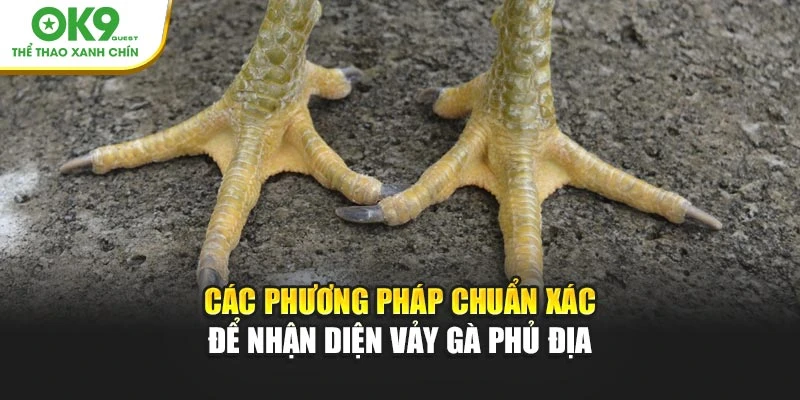 Các phương pháp chuẩn xác để nhận diện vảy gà phủ địa
