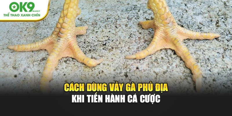 Cách dùng vảy gà phủ địa khi tiến hành cá cược