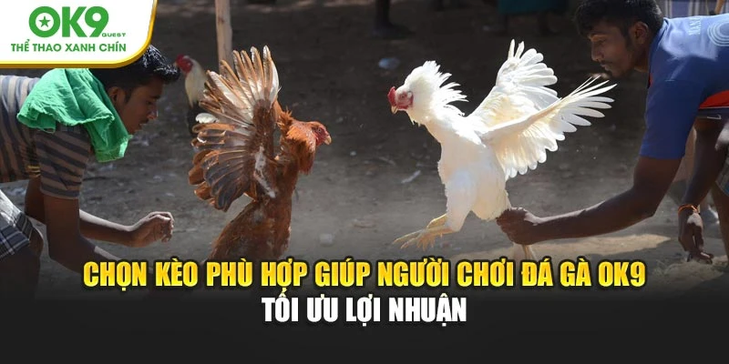 Chọn kèo phù hợp giúp người chơi đá gà OK9 tối ưu lợi nhuận