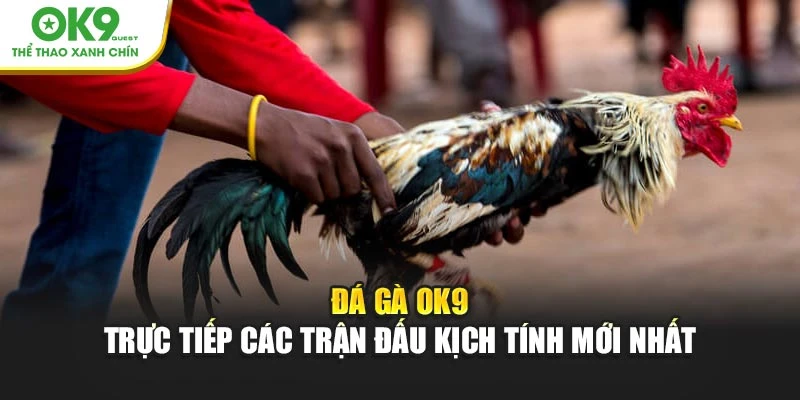 Đá gà OK9 giúp người chơi theo dõi trực tiếp các trận đấu kịch tính mới nhất