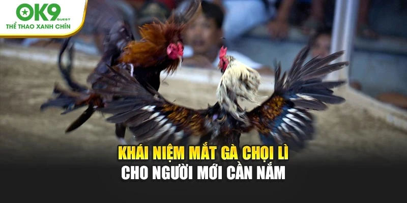 Khái niệm mắt gà chọi lì cho người mới cần nắm