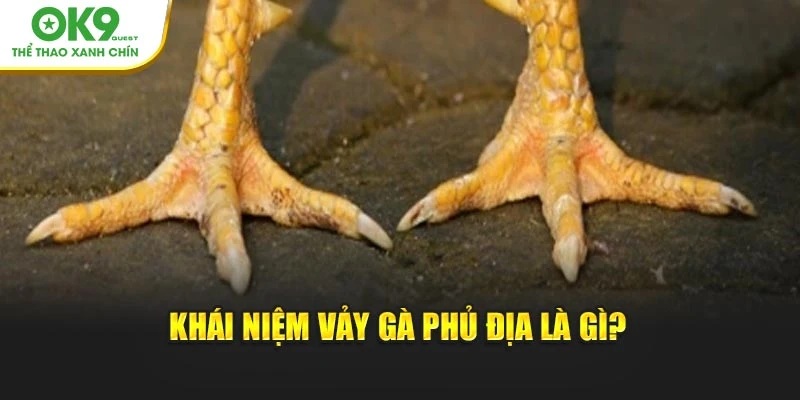 Khái niệm vảy gà phủ địa là gì?