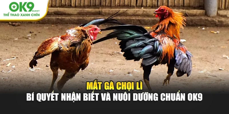 Mắt Gà Chọi Lì – Bí Quyết Nhận Biết Và Nuôi Dưỡng Chuẩn OK9