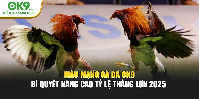Cần biết những kinh nghiệm thực chiến để chọn gà hiệu quả