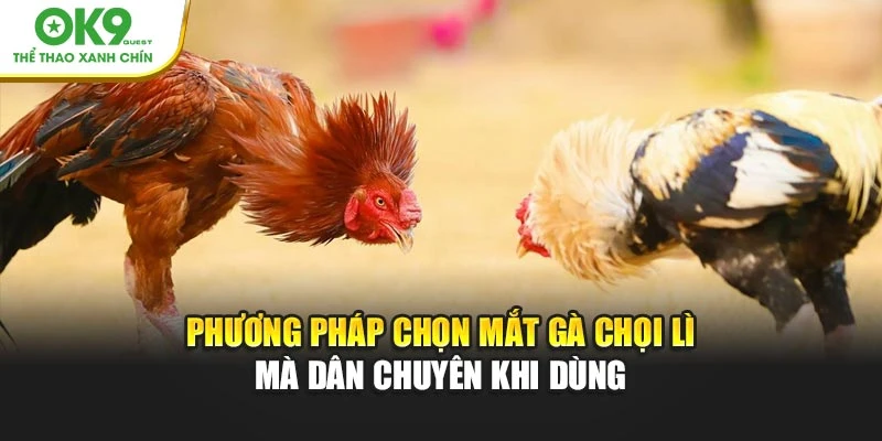 Phương pháp chọn mắt gà chọi lì mà dân chuyên khi dùng