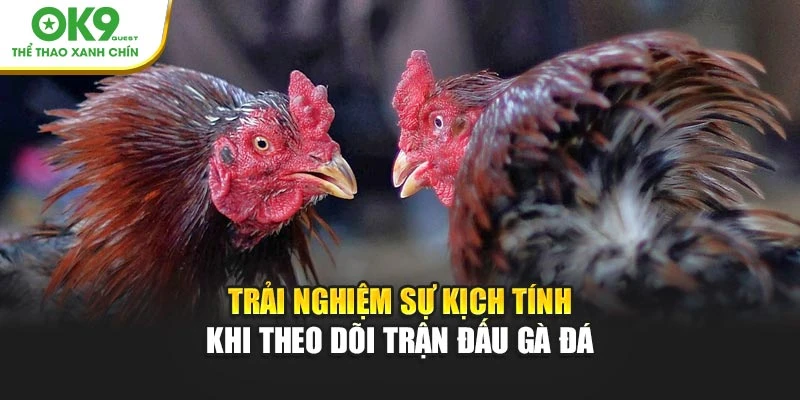Quy luật ngũ hành trong màu mạng đá gà