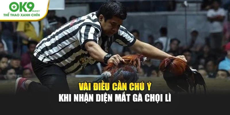 Vài điều cần chú ý khi nhận diện mắt gà chọi lì